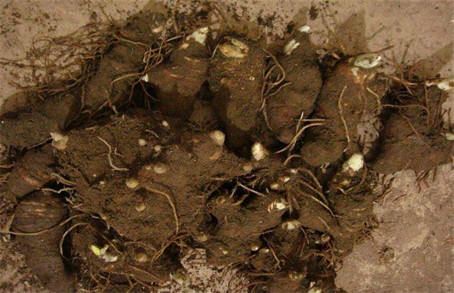 重楼种子繁殖技术