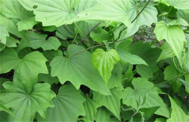 穿山龙的种植办法