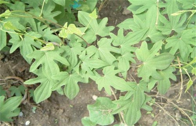 穿山龙的种植办法