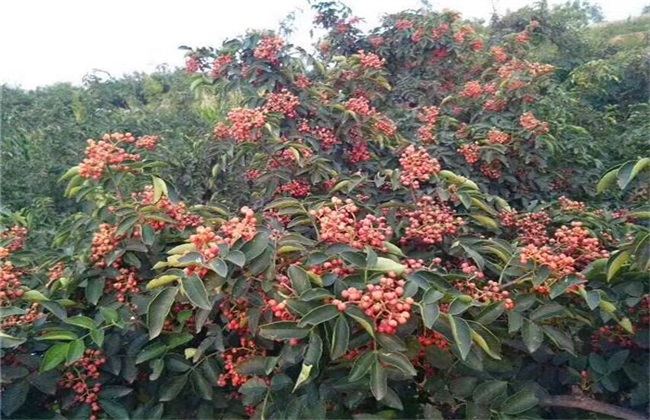 藤椒的栽培技术