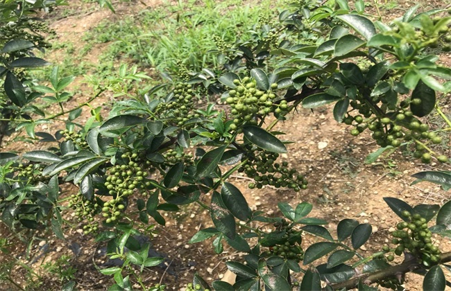 藤椒的栽培技术