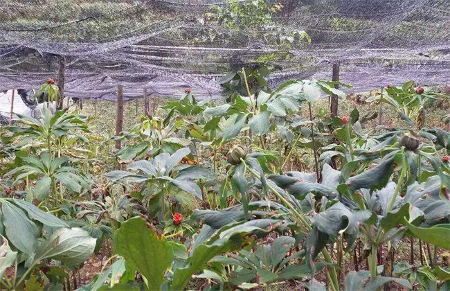 重楼怎么种植