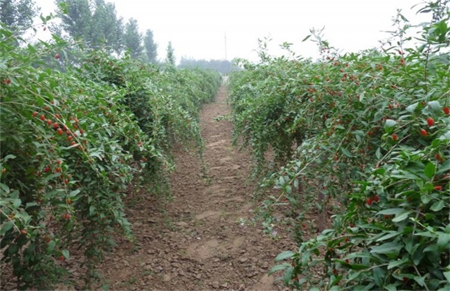 枸杞的种植办法