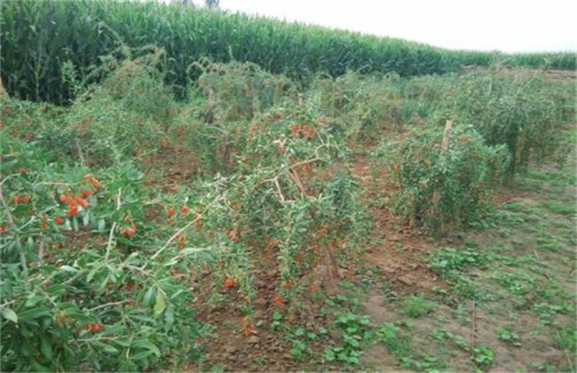 枸杞的种植办法