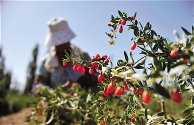 枸杞落花落果的原因及防治办法