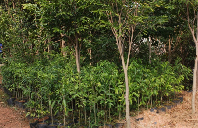 沉香种植有的风险