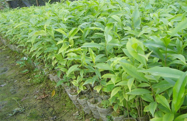 沉香种植有的风险