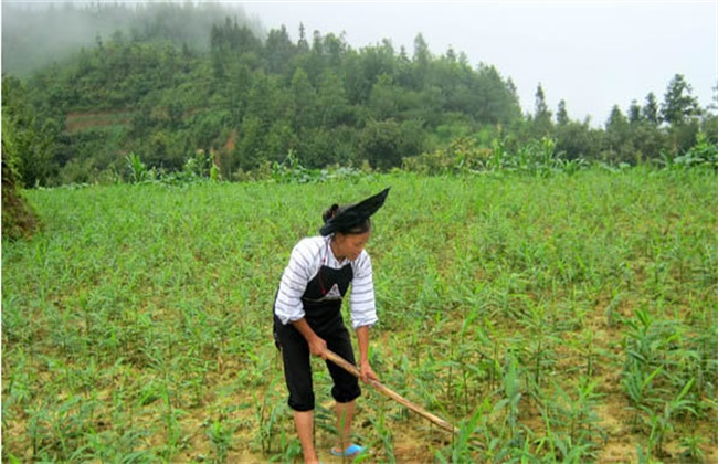 砂仁的种植条件