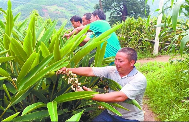 砂仁的种植条件