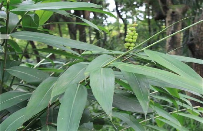 益智仁的种植技术