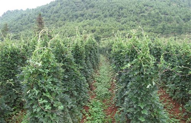 草乌的种植办法