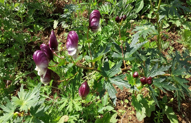 草乌的种植办法