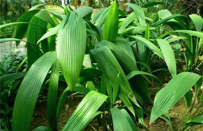 仙茅的种植技术