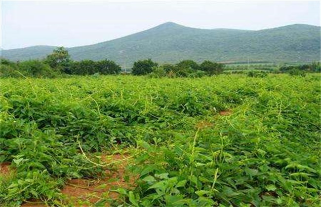 山药的种植注意些什么