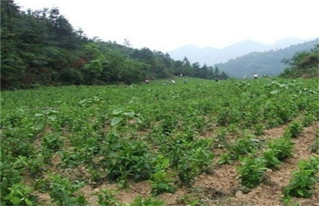 天麻怎么样人工授粉