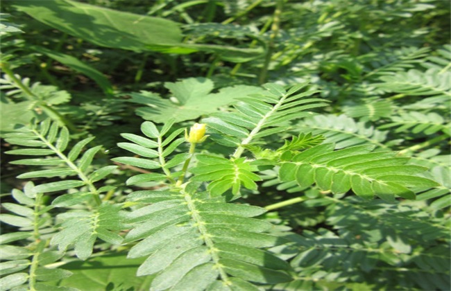 蒺藜怎么样种