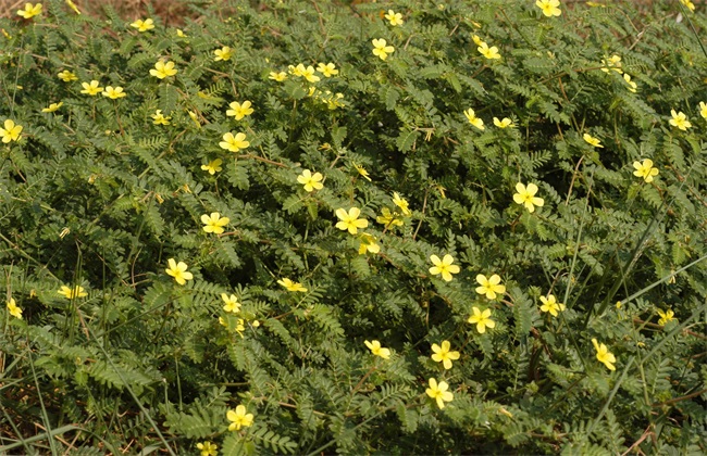 蒺藜怎么样种