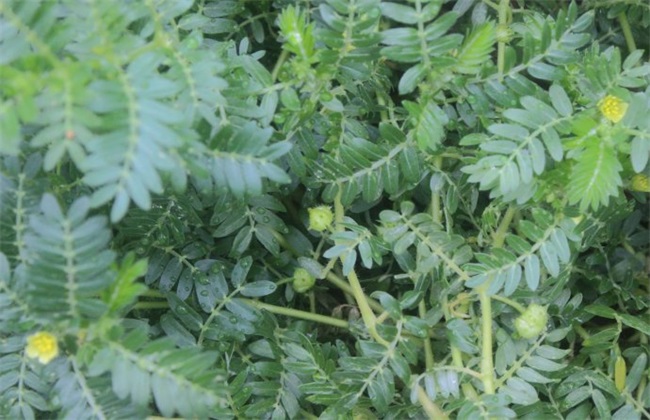 蒺藜怎么样种