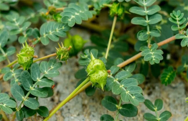 蒺藜怎么样种