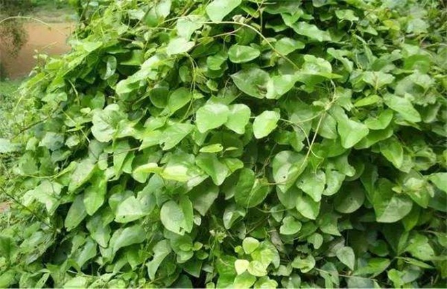 怎么种植藤三七