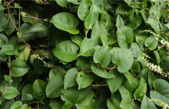 怎么种植藤三七