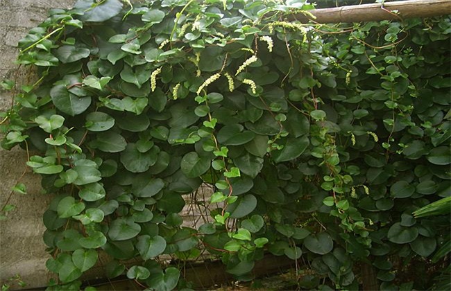 怎么种植藤三七