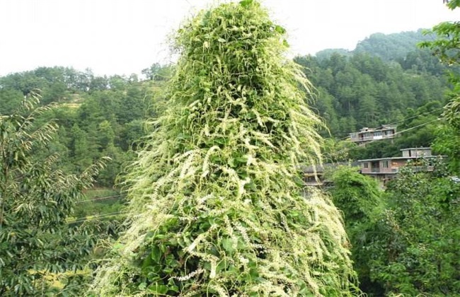怎么种植藤三七