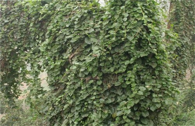 怎么种植藤三七