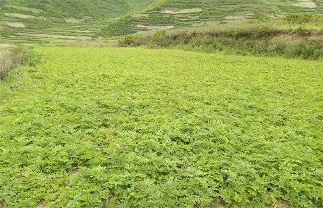 羌活种植的注意些什么
