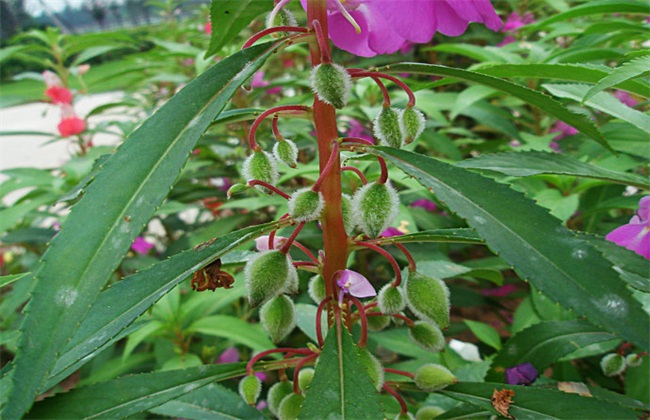 凤仙花怎么种