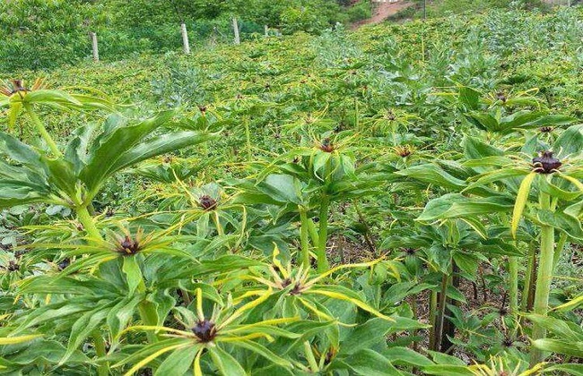 七叶一枝花怎么种好