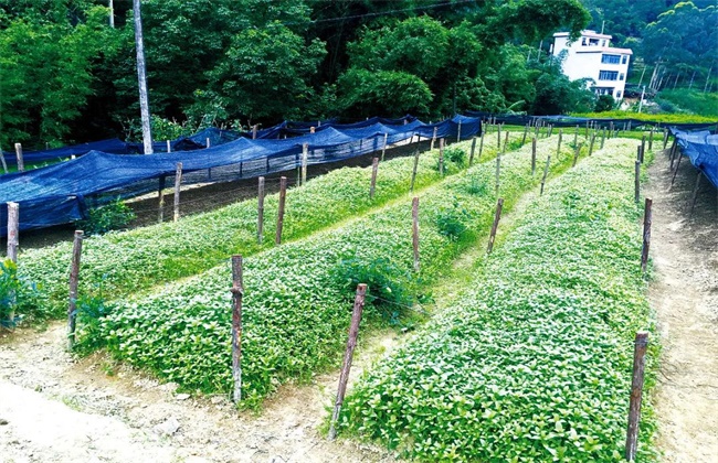 广藿香的种植技术