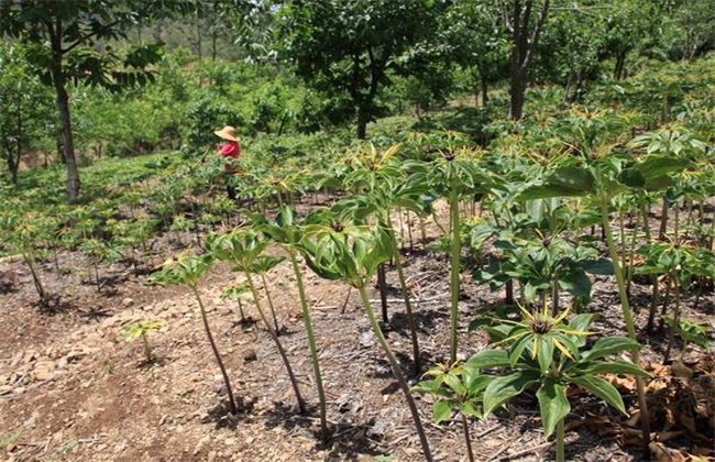 重楼种植条件