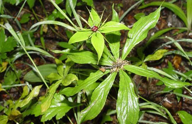 重楼种植条件