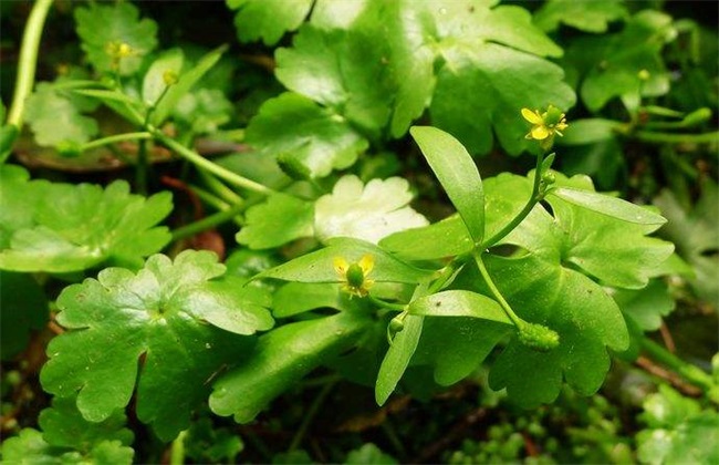 石龙芮的栽培技术