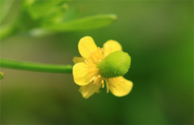 石龙芮的栽培技术