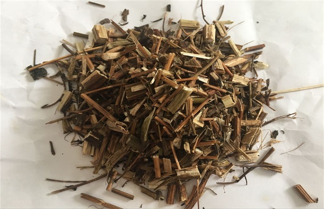 鬼针草的关键品种