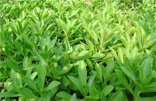 以上就是对养心菜栽培技术的简单介绍了,养心菜的种植成本相当低,并且