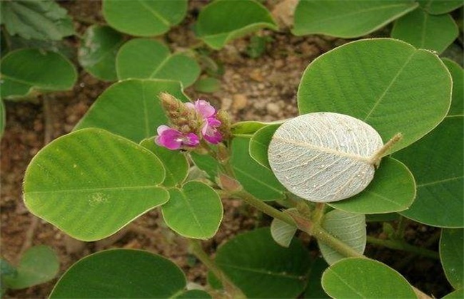 广金钱草的种植办法