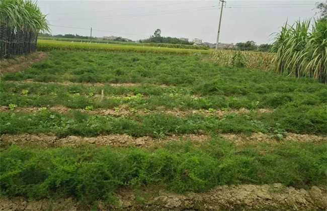 天门冬种植的注意些什么