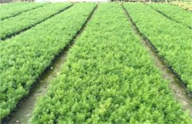 天门冬种植的注意些什么