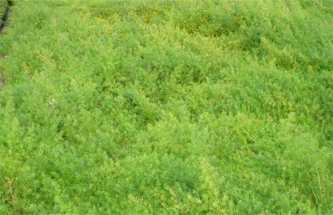 天门冬种植的注意些什么