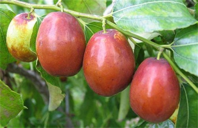 红枣的栽培技术