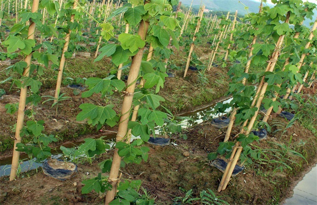 葛根种植的技术方法技巧