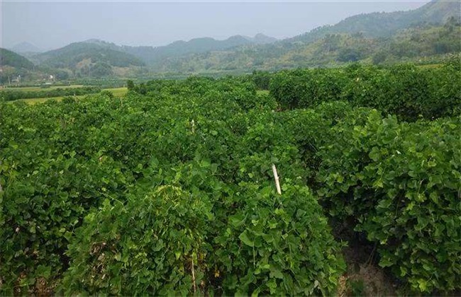 葛根种植的技术方法技巧
