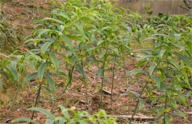 高产黄精种植技术