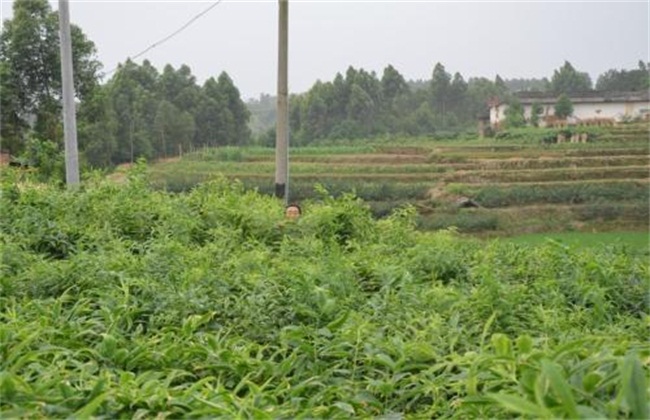 高产黄精种植技术