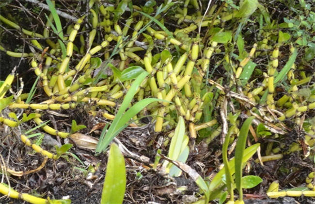 石斛种植的施肥办法