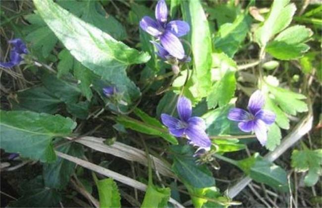 紫花地丁的种植办法