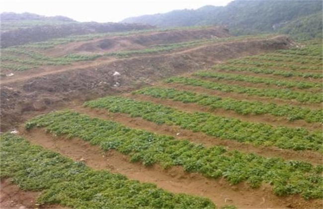 太子参种植技术